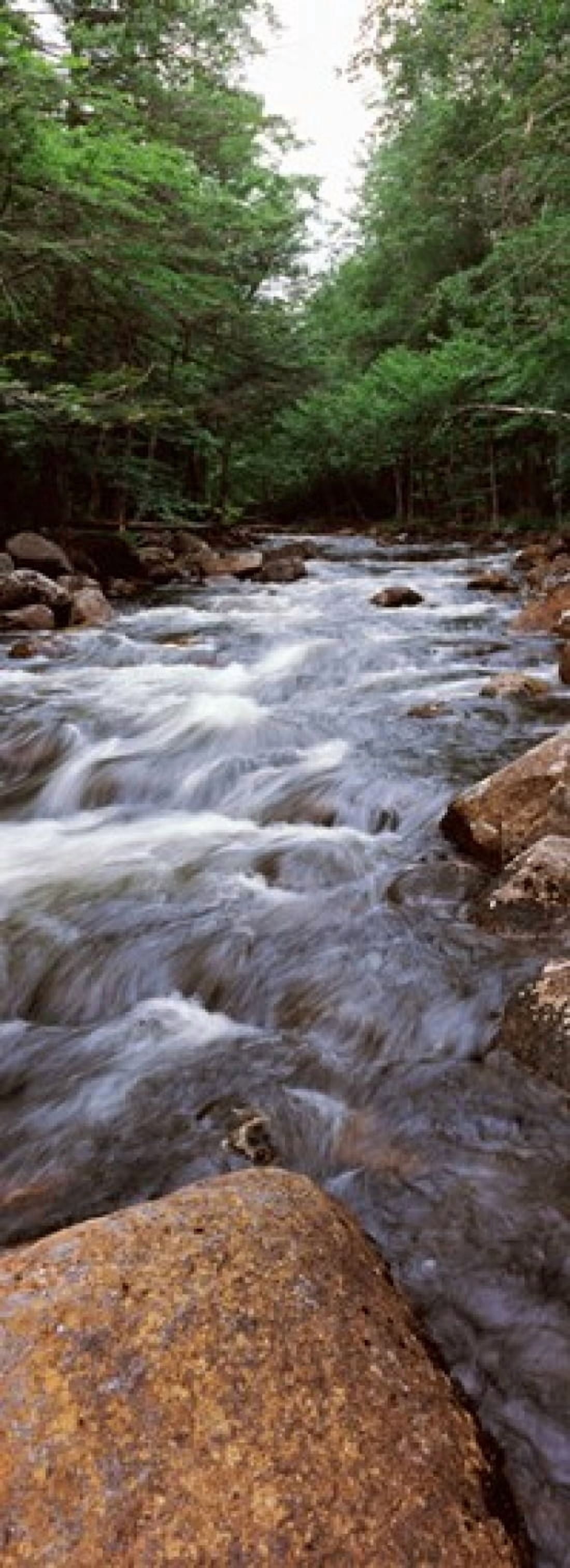 River flowing through a forest Moose River Adirondack Mountains New York State USA Canvas Art - Panoramic Images (18 x 7)