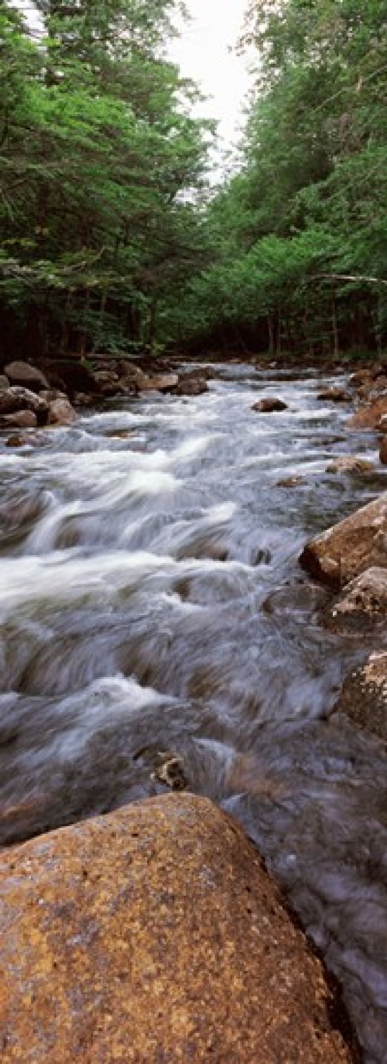 River flowing through a forest Moose River Adirondack Mountains New York State USA Canvas Art - Panoramic Images (36 x 13)