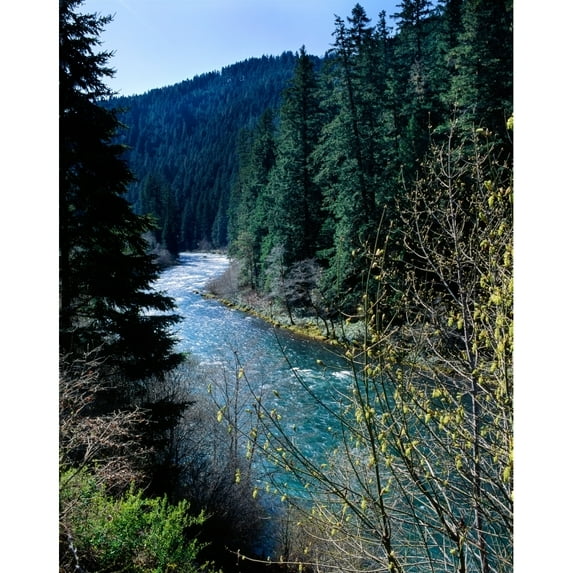 River flowing through a forest North Umpqua River Umpqua National Forest Douglas County Oregon USA Print by