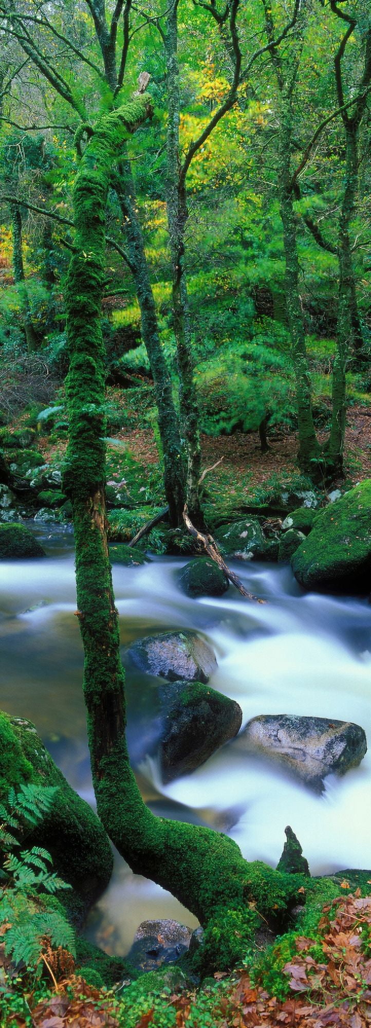 River flowing through a forest River Dart Dartmoor National Park Devon England Canvas Art - Panoramic Images (27 x 9)