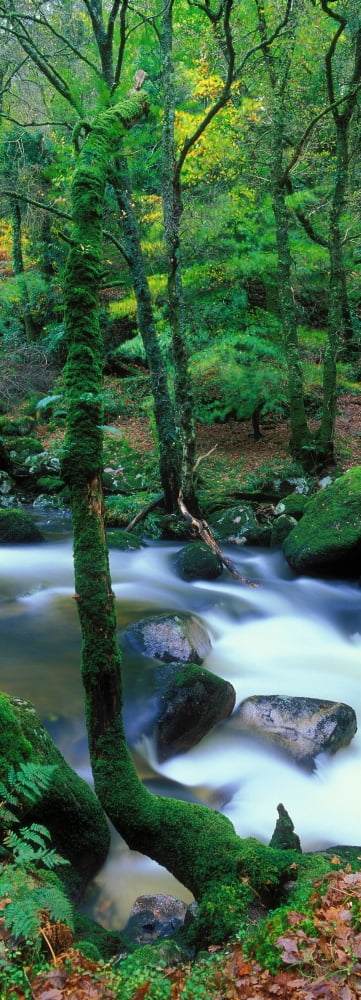 River flowing through a forest River Dart Dartmoor National Park Devon England Canvas Art - Panoramic Images (36 x 12)