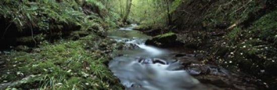 River flowing through a forest River Lyd Lydford Gorge Dartmoor Devon England Canvas Art - Panoramic Images (36 x 12)