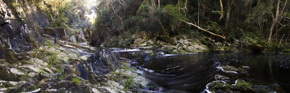 River flowing through a forest Tsitsikamma National Park Garden Route South Africa Canvas Art - Panoramic Images (36 x 12)