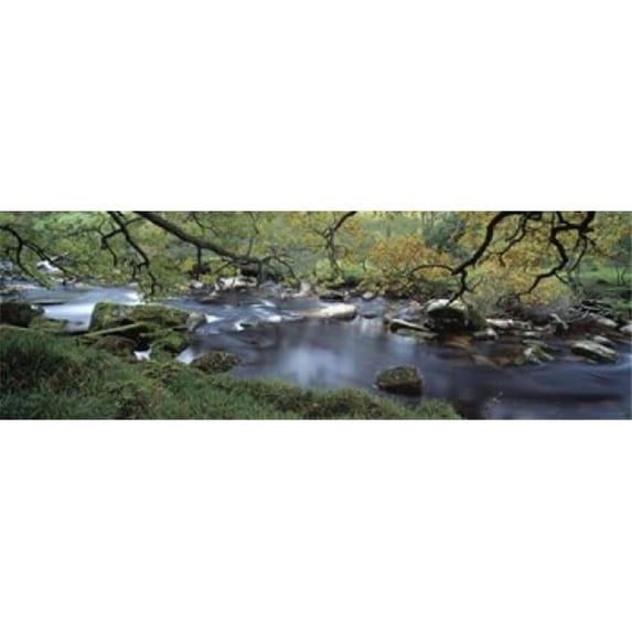 River flowing through a forest West Dart River Dartmeet Devon England Poster Print by - 36 x 12