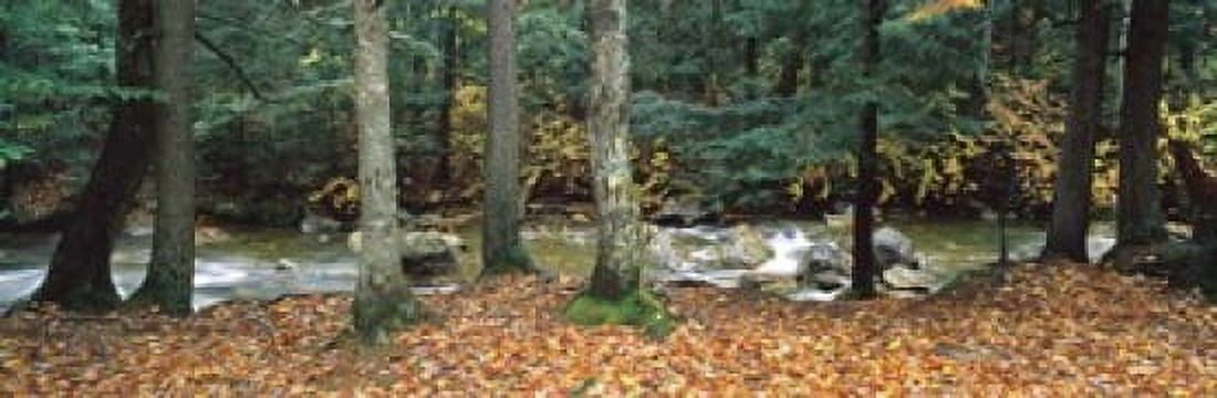 River flowing through a forest White Mountain National Forest New Hampshire USA Canvas Art - Panoramic Images (18 x 6)