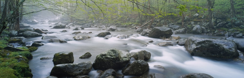 River flowing through the forest Little Pigeon River Great Smoky Mountains National Park Tennessee USA Canvas Art - Panoramic Images (36 x 12)