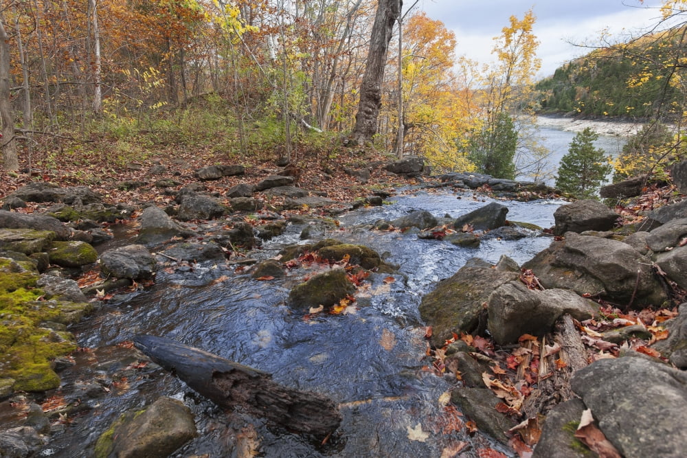 River in autumn Halton Hills Ontario Canada Canvas Art - Peter Mintz Design Pics (19 x 12)