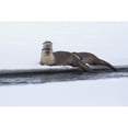 thumbnail image 1 of River otters resting Poster Print by Ken Archer, 1 of 1