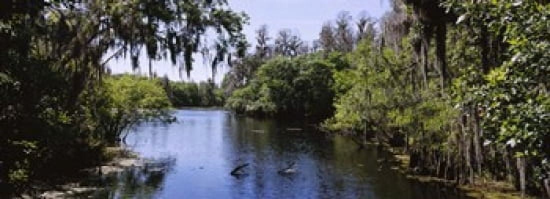River passing through a forest Hillsborough River Lettuce Lake Park Tampa Hillsborough County Florida USA Canvas Art - Panoramic Images (18 x 7)