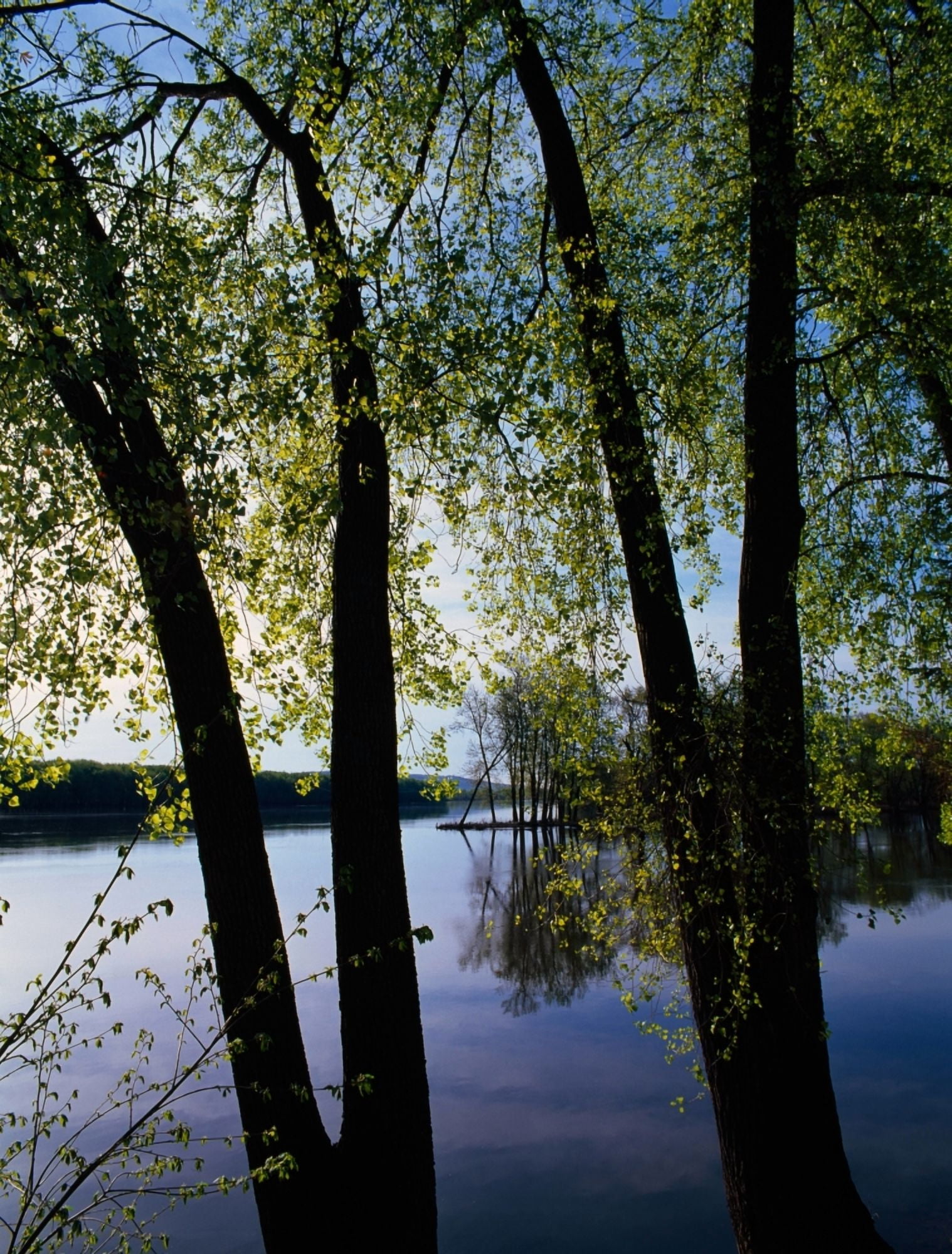 Riverview through budding trees Mississippi River Upper Mississippi National Wildlife Refuge Iowa USA Canvas Art - Panoramic Images (28 x 22)