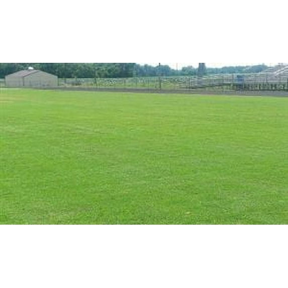 Riviera Bermuda Grass Seed Pail - 50 Lbs.