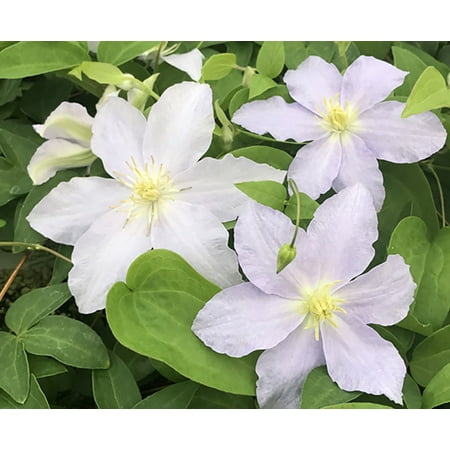 Riviera Clematis Vine - Powder Blue - 2.5" Pot