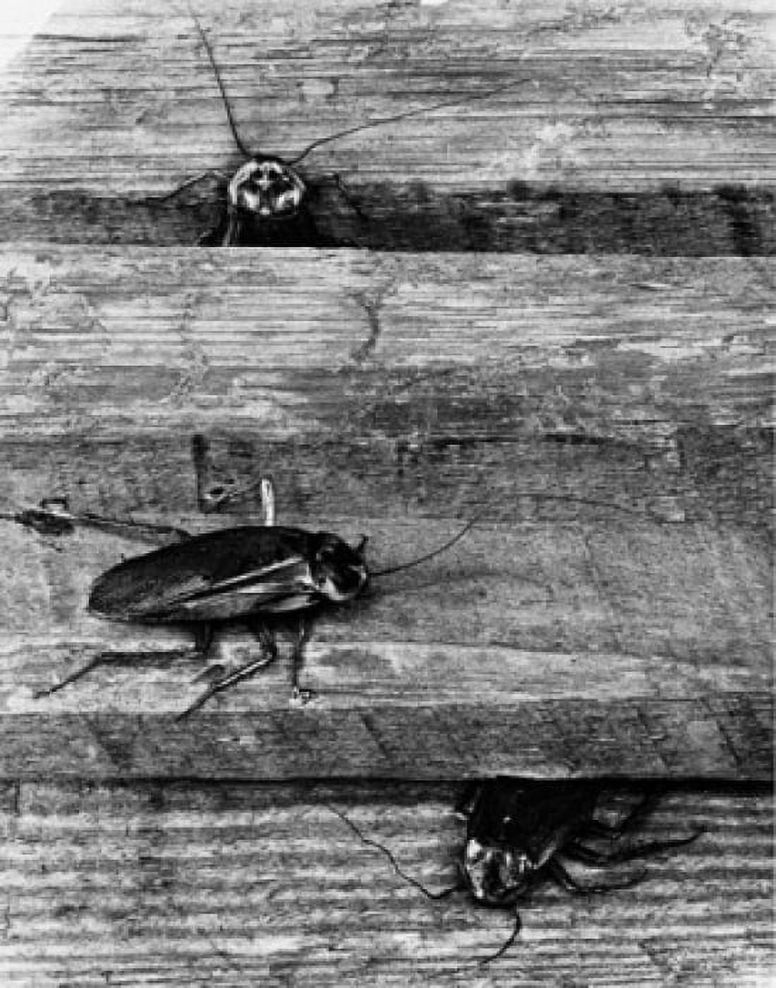 Roaches crawling on wood Canvas Art - (24 x 36)