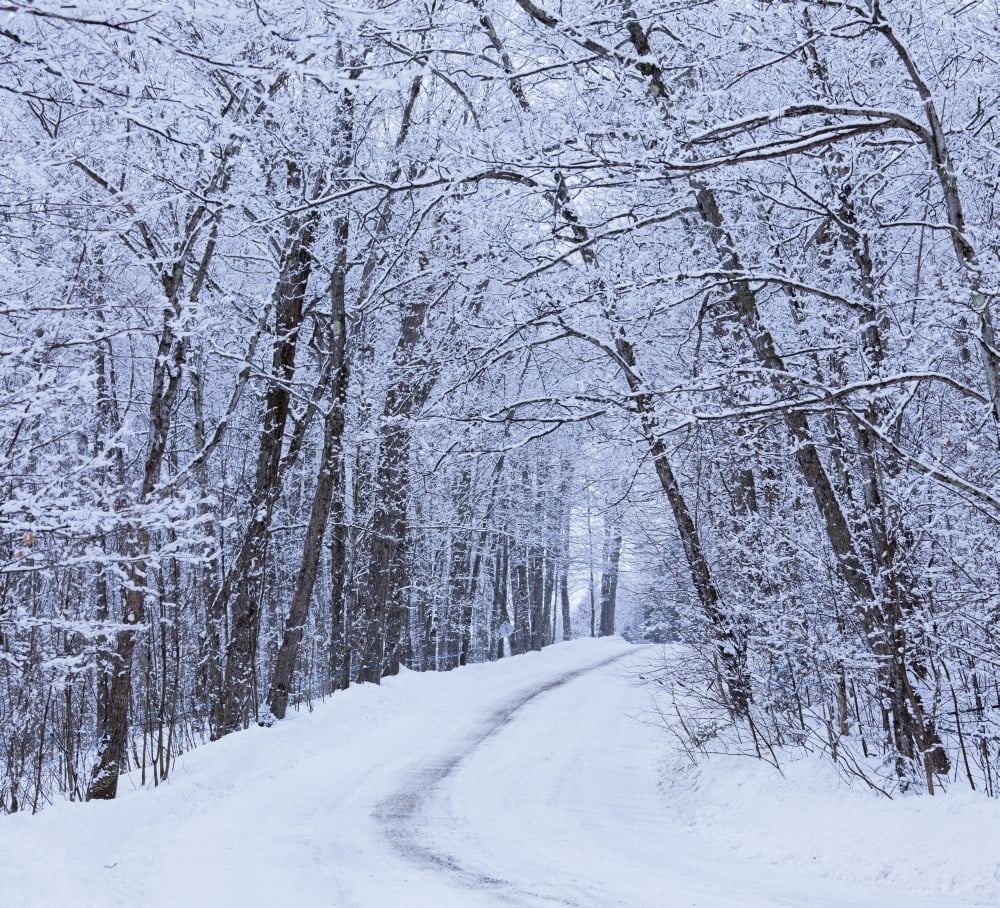 Road Across Snow-Covered Forest Saint-Adrien-Dirlande Quebec Canada Canvas Art - Yves Marcoux Design Pics (32 x 28)
