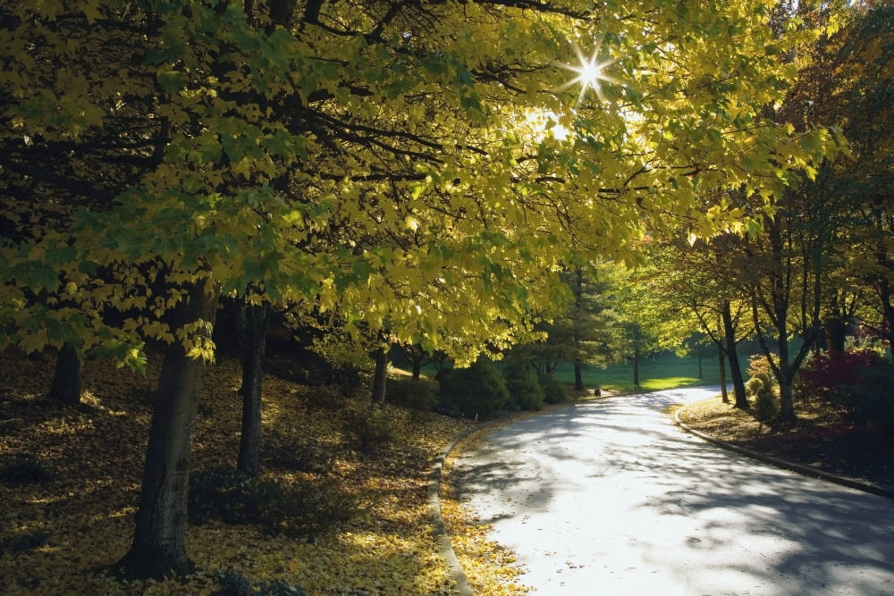 Road Among Autumn Trees Canvas Art - Craig Tuttle Design Pics (38 x 24)