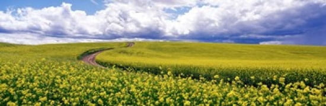 Road Canola Field Washington State USA Canvas Art - Panoramic Images (18 x 6)