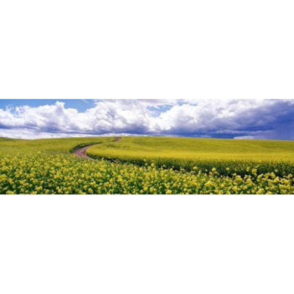 Road, Canola Field, Washington State, USA Poster Print (18 x 6)