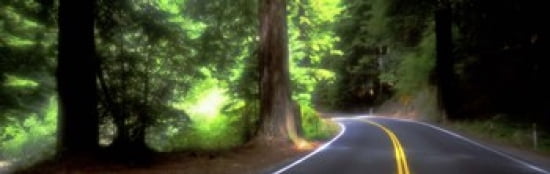 Road Redwoods Mendocino County California USA Canvas Art - Panoramic Images (36 x 12)