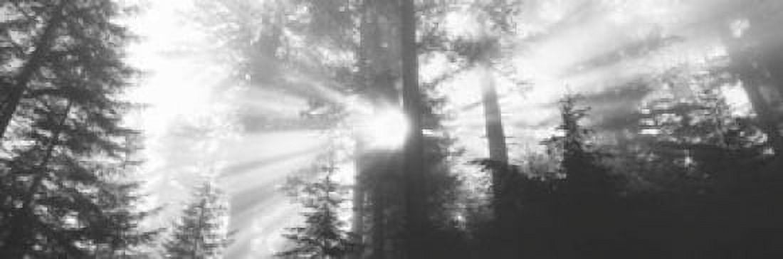 Road Redwoods Park California USA Canvas Art - Panoramic Images (18 x 6)