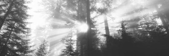 Road Redwoods Park California USA Canvas Art - Panoramic Images (36 x 12)
