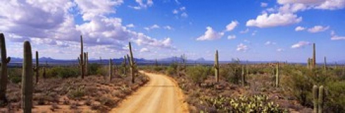 Road Saguaro National Park Arizona USA Canvas Art - Panoramic Images (18 x 6)