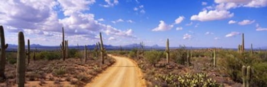 Road Saguaro National Park Arizona USA Canvas Art - Panoramic Images (36 x 12)