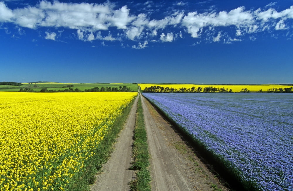 Road Through Flowering Flax And Canola Fields Tiger Hills Near Somerset Manitoba Canvas Art - Dave Reede Design Pics (34 x 22)