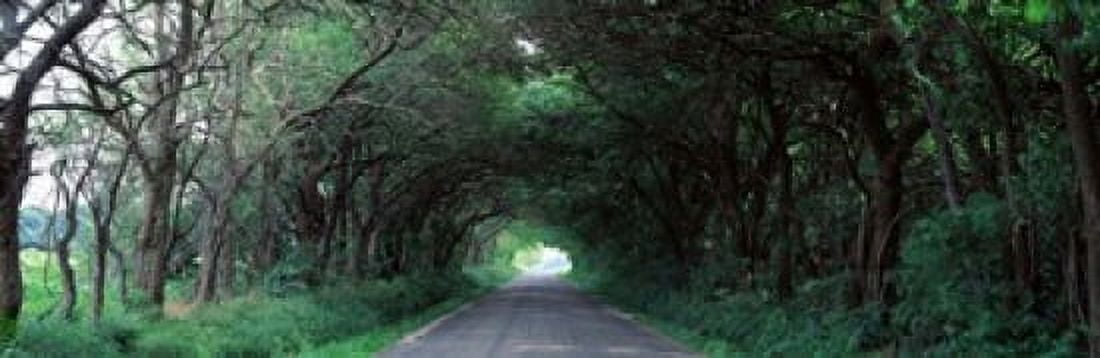 Road Through Trees Marion County Illinois USA Canvas Art - Panoramic Images (18 x 6)