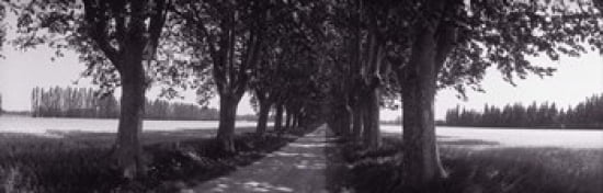 Road Through Trees Provence France Canvas Art - Panoramic Images (36 x 12)
