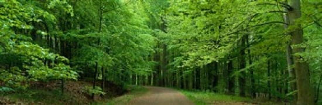 Road Through a Forest near Kassel Germany Canvas Art - Panoramic Images (18 x 6)