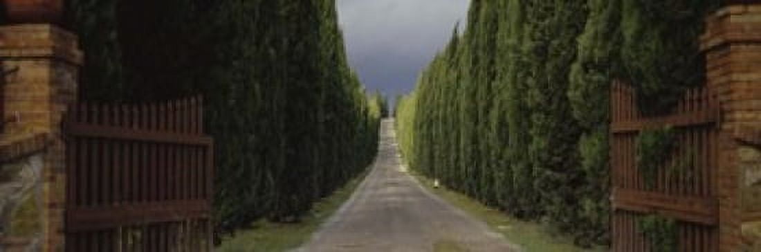 Road Tuscany Italy Canvas Art - Panoramic Images (18 x 6)