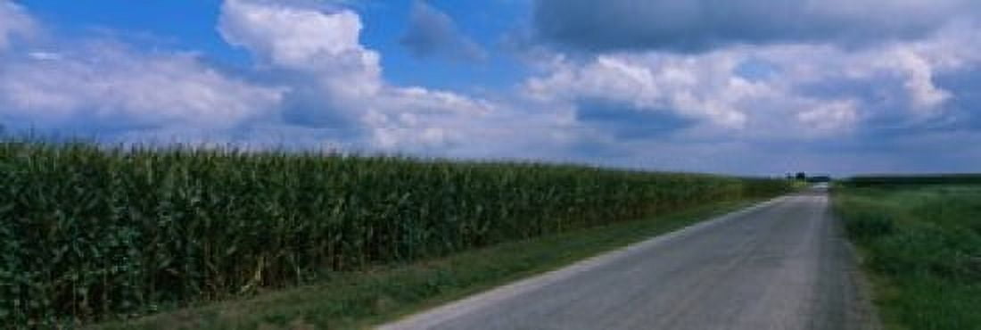 Road along corn fields Christian County Illinois USA Canvas Art - Panoramic Images (36 x 12)