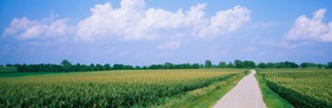 Road along corn fields Jo Daviess County Illinois USA Canvas Art - Panoramic Images (18 x 6)
