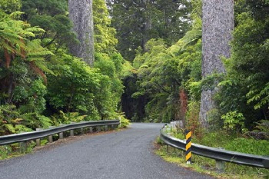 Road between Kauri Trees Waipoua Kauri Forest Northland New Zealand Canvas Art - David Wall DanitaDelimont (26 x 17)