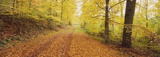 Road covered with autumnal leaves passing through a forest Baden-Wurttemberg Germany Canvas Art - Panoramic Images (36 x 13)