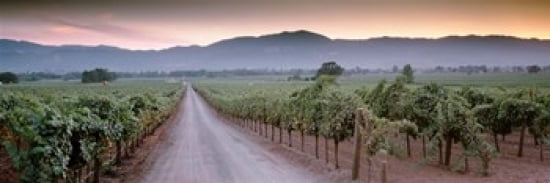 Road in a vineyard Napa Valley California USA Canvas Art - Panoramic Images (36 x 12)