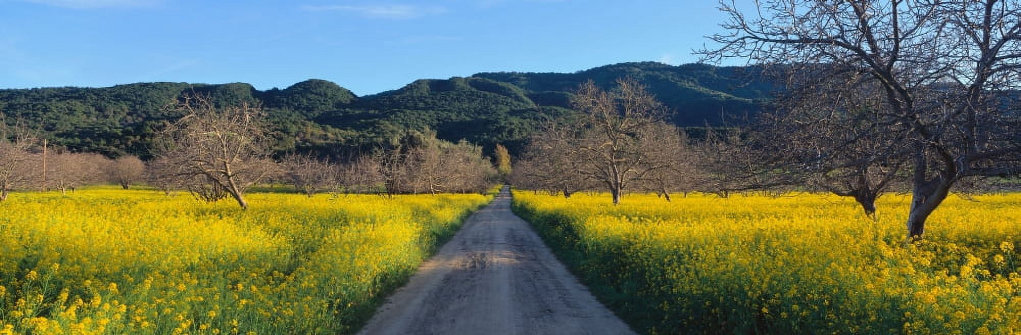 Road in mustard field Canvas Art - Panoramic Images (27 x 9)