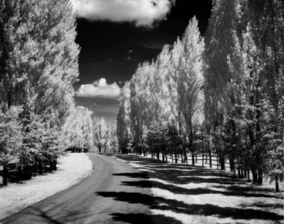 Road lined with poplars infrared shot Canvas Art - (18 x 24)