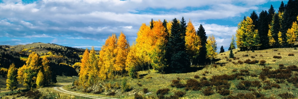 Road passing through Aspen grove and conifers Cumbres Pass San Juan Mountains Chama Rio Arriba County New Mexico USA Canvas Art - Panoramic Images (6 x 18)
