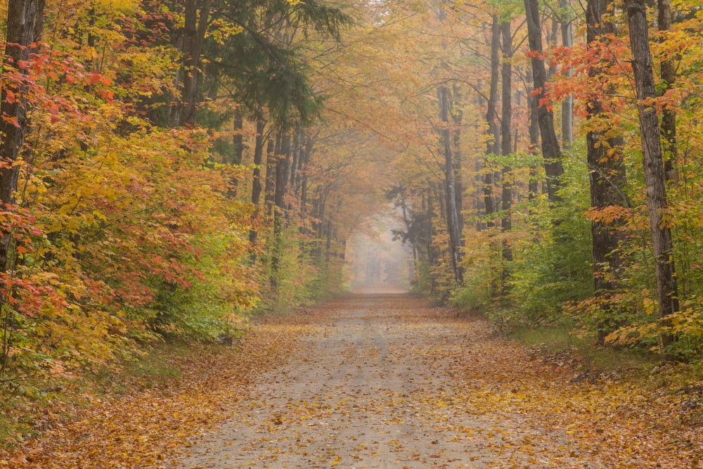 Road passing though forest in autumn Schoolcraft County Upper Peninsula Michigan USA Canvas Art - Panoramic Images (18 x 24)