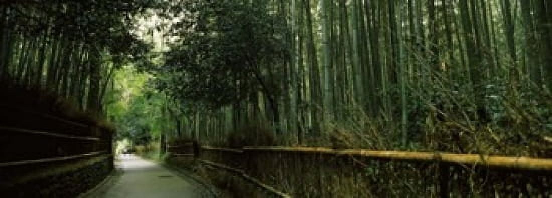 Road passing through a bamboo forest Arashiyama Kyoto Prefecture Kinki Region Honshu Japan Canvas Art - Panoramic Images (18 x 7)