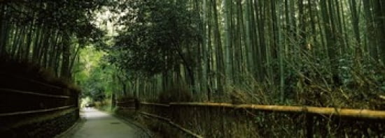 Road passing through a bamboo forest Arashiyama Kyoto Prefecture Kinki Region Honshu Japan Canvas Art - Panoramic Images (36 x 13)
