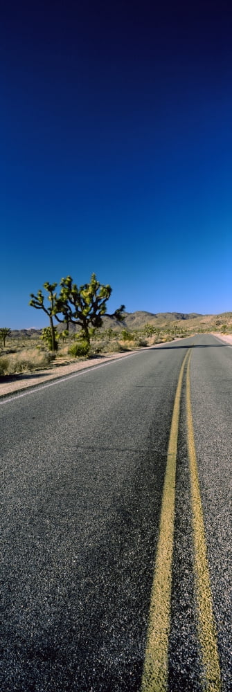 Road passing through a desert Joshua Tree National Park California USA Canvas Art - Panoramic Images (36 x 12)