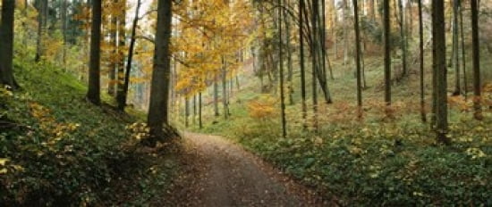 Road passing through a forest Baden-Wurttemberg Germany Canvas Art - Panoramic Images (30 x 13)