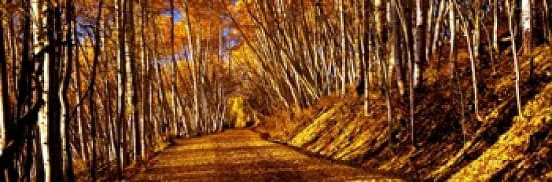 Road passing through a forest Colorado USA Canvas Art - Panoramic Images (18 x 6)