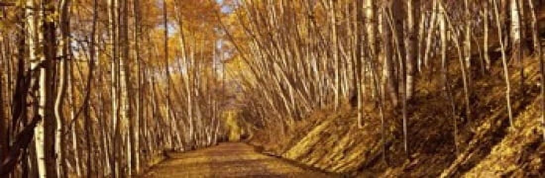 Road passing through a forest Colorado USA Canvas Art - Panoramic Images (18 x 6)