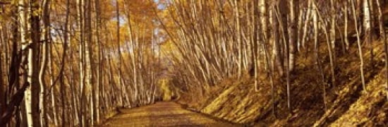 Road passing through a forest Colorado USA Canvas Art - Panoramic Images (36 x 12)