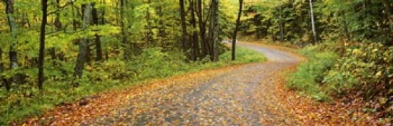 Road passing through a forest Country Road Peacham Caledonia County Vermont USA Canvas Art - Panoramic Images (36 x 12)