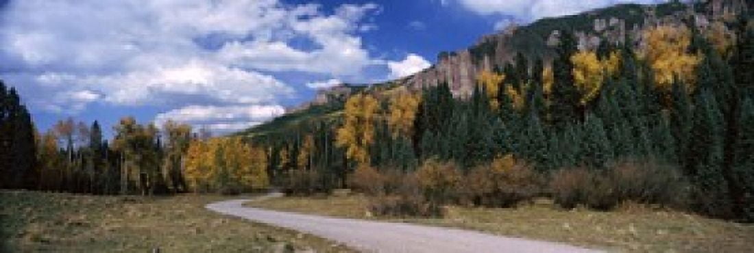Road passing through a forest Jackson Guard Station Ridgway Colorado USA Canvas Art - Panoramic Images (18 x 6)