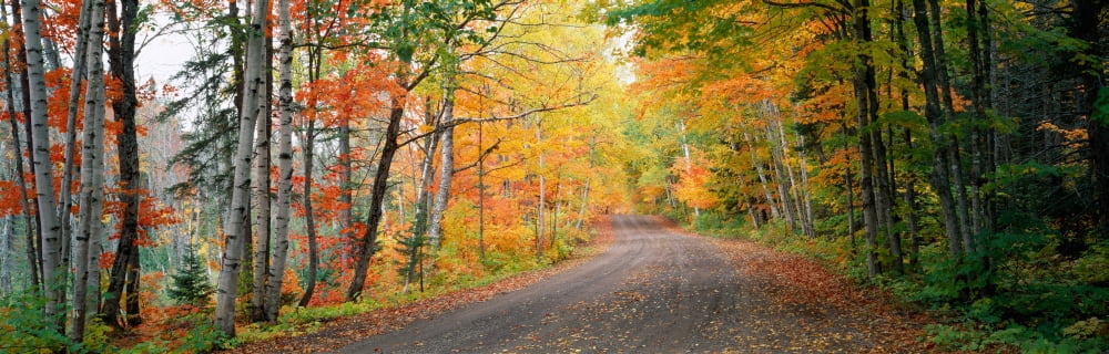 Road passing through a forest Keweenaw County Keweenaw Peninsula Michigan USA Canvas Art - Panoramic Images (36 x 12)